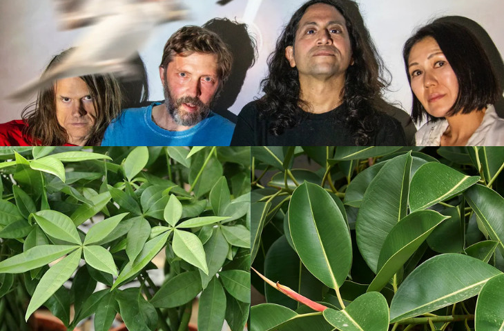 Deerhoof y The Sound Sanctuary: las plantas hacen música